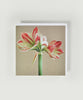 Clown Amaryllis